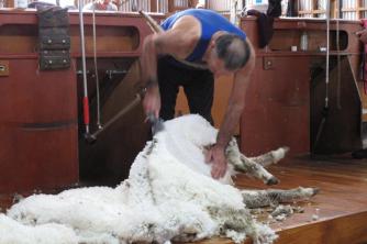 Geordie Hill Shearing the Ewes.