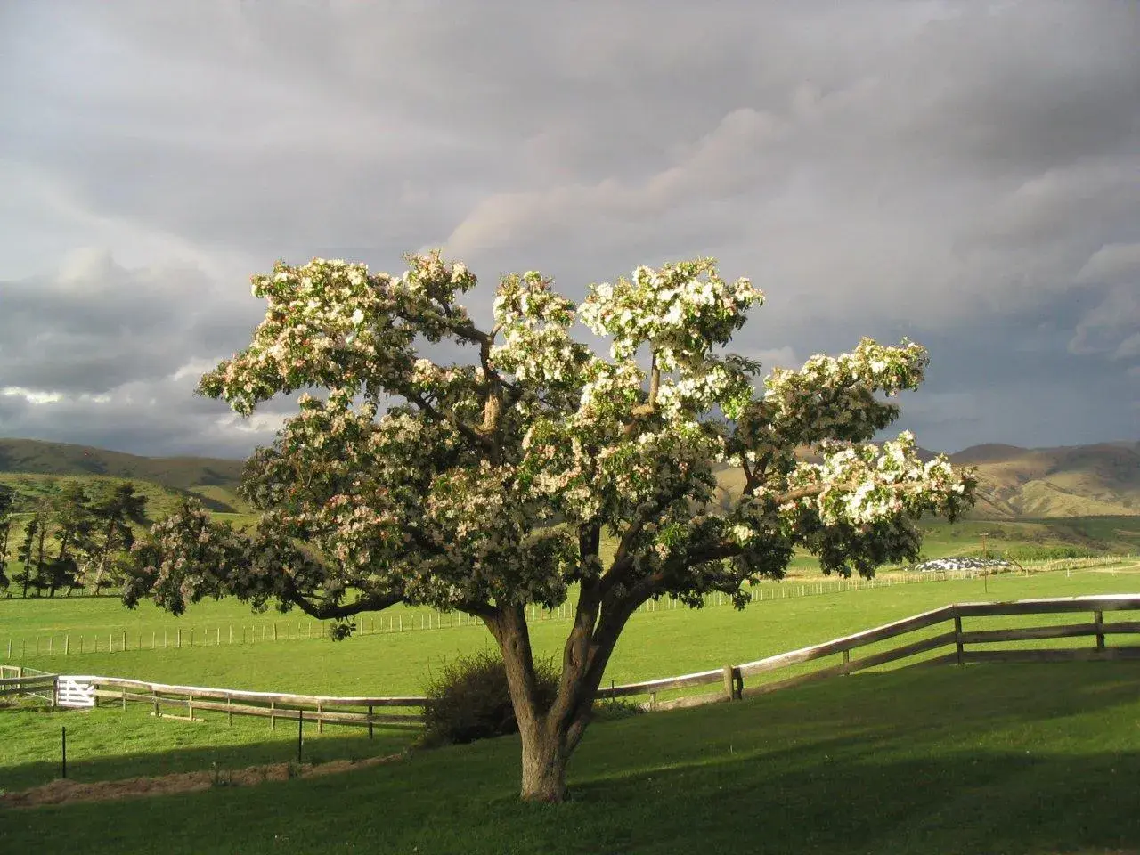 Crabb Apple Tree front lawn Geordie Hill Homestead · Matt and Jo · Nov 07