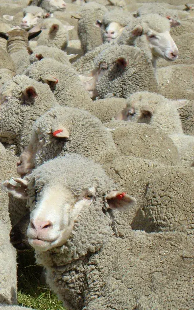 Geordie Hill Sheep · Francis and Kristina · Jan 08