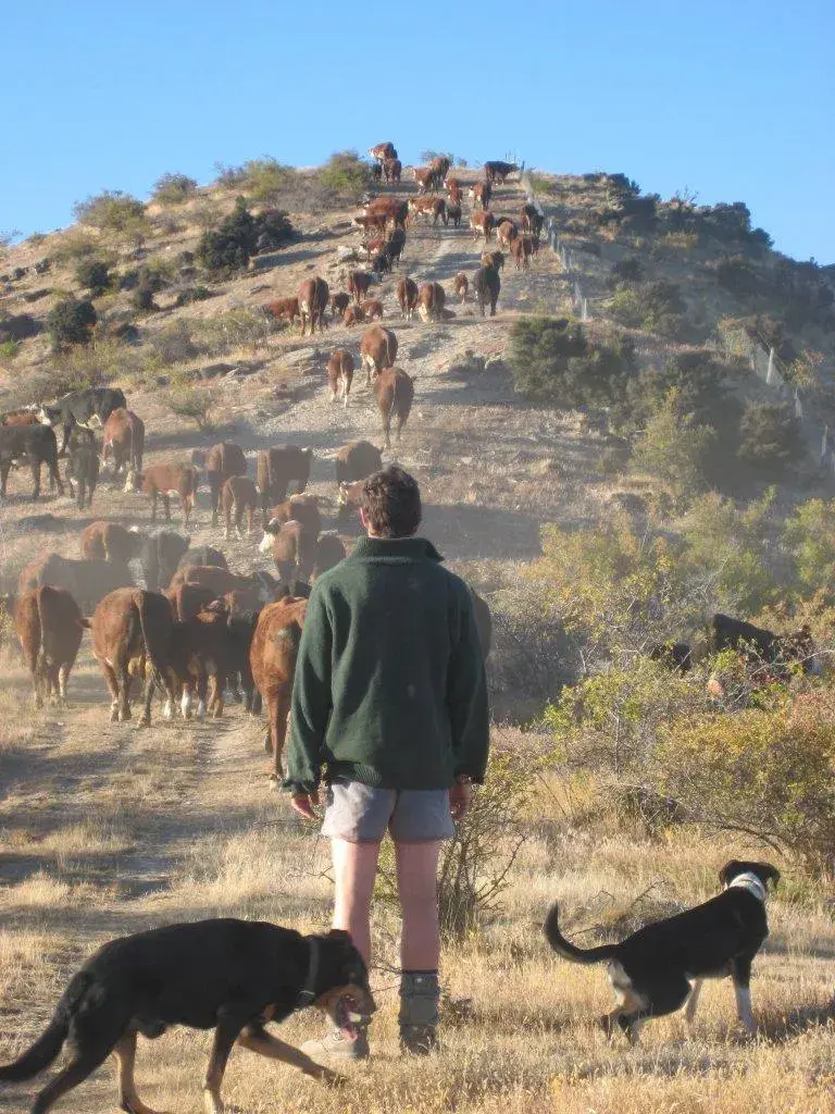 James and dogs mustering cows at Geordie Hill · Neville · Mar 09