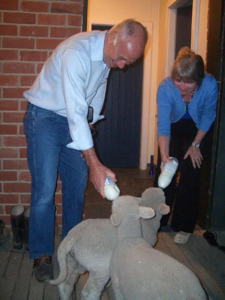 Guest feeding pet lambs · Geordie Hill · Pam and Simon · Oct 10
