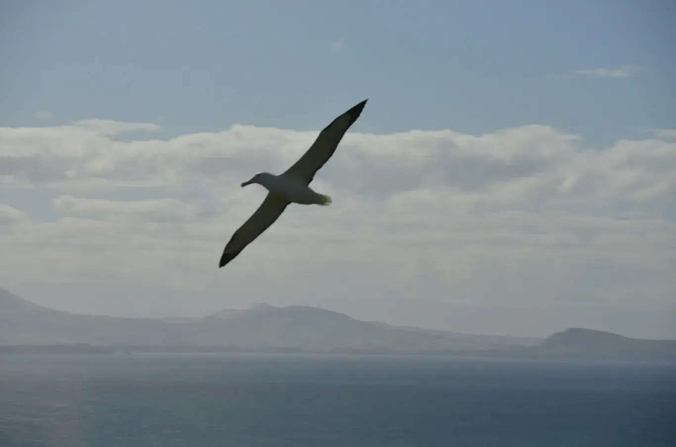 Dunedin Peninsula Albatross