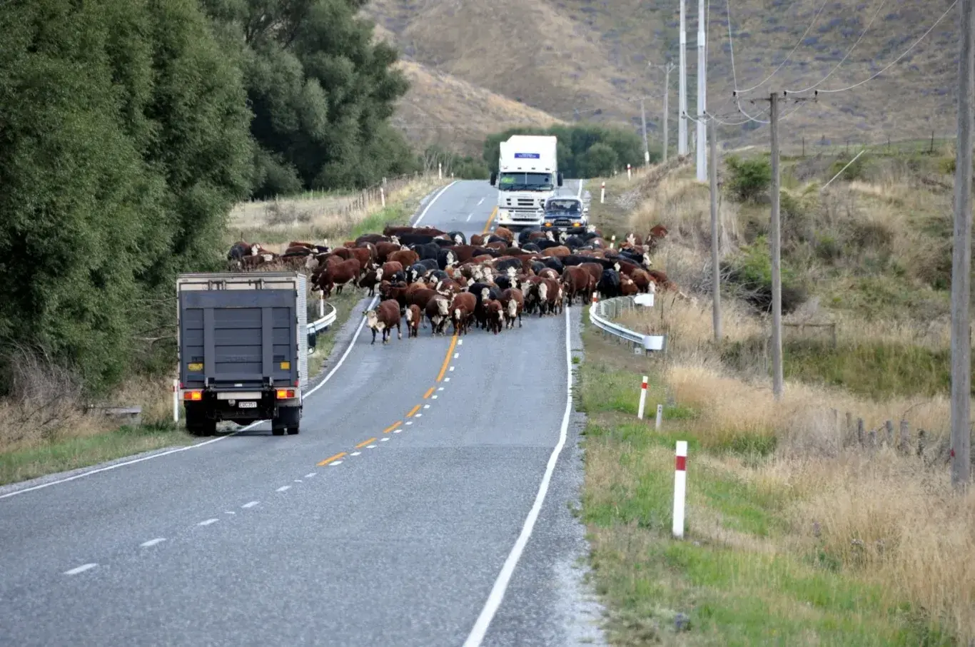 Geordie Hill Cattle on State Highway 9 · Steve and Cristi Feb 2013