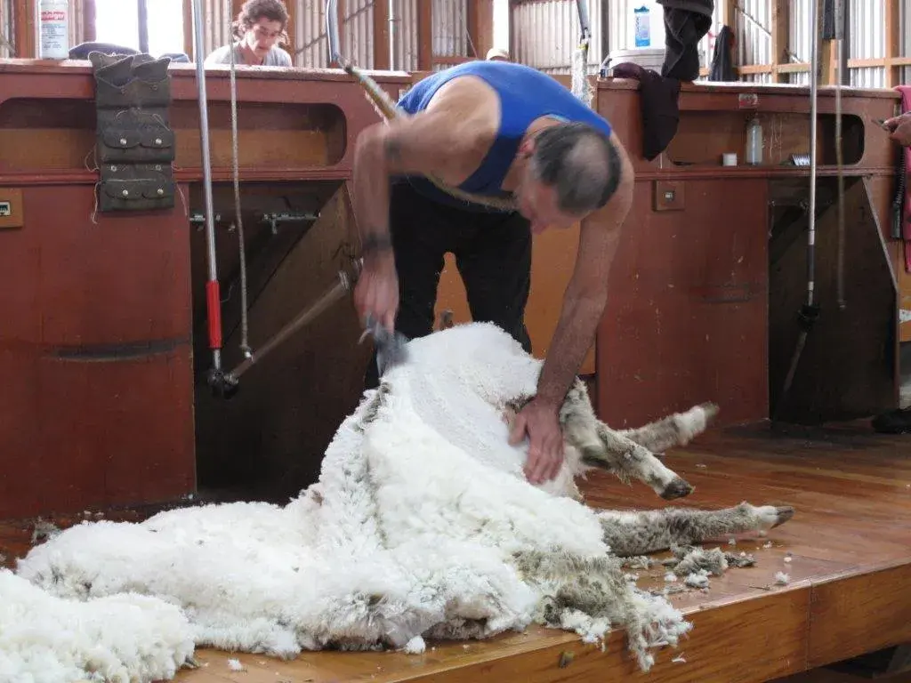 Geordie Hill Shearing the Ewes