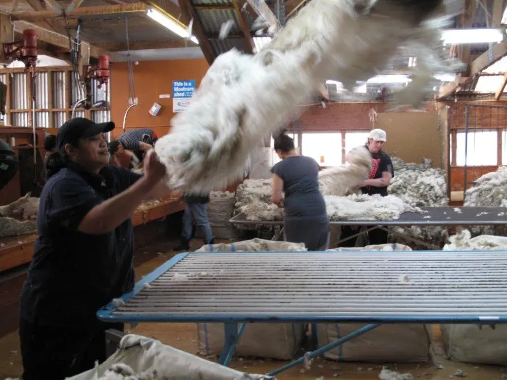 Geordie Hill Shearing · Throwing the fleece