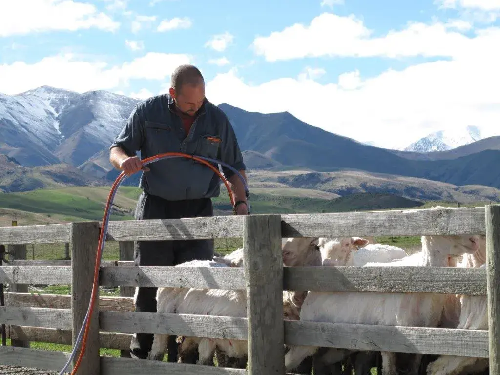 Geordie Hill Sheep work