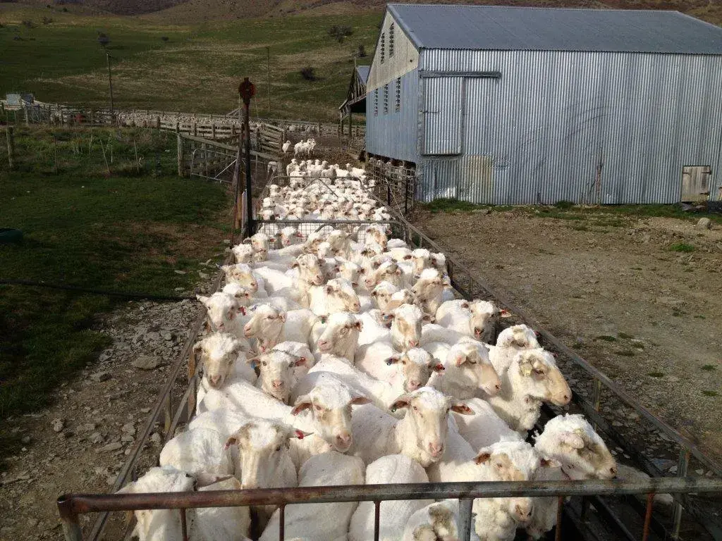 Geordie Hill Shorn Ewes