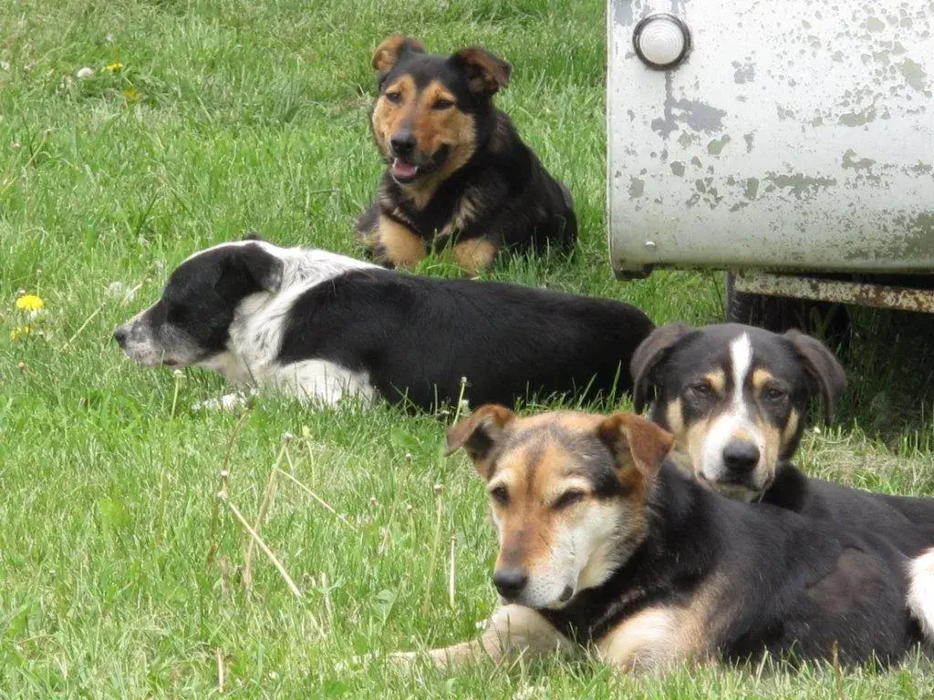 Geordie Hill · Working dogs rest