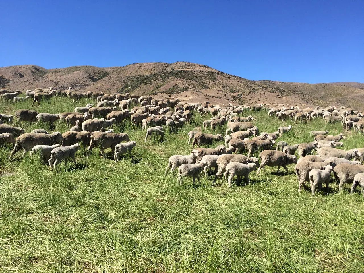 Ewes and lambs on Geordie Hill