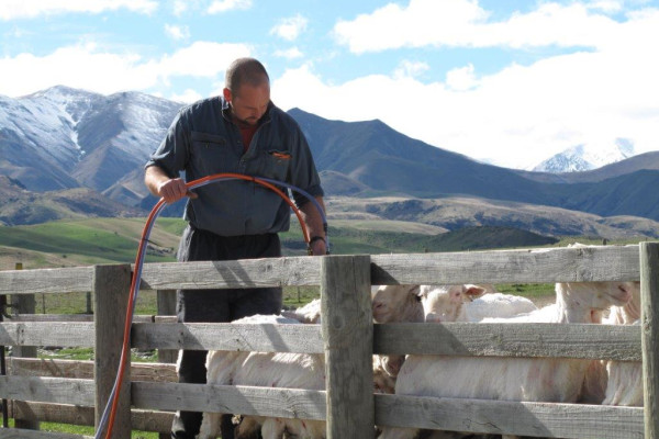 Geordie Hill Sheep work.