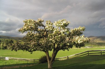 Crabb Apple Tree front lawn Geordie Hill Homestead2. Matt and Jo. Nov 07