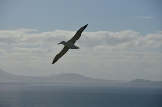Dunedin Peninsula Albatross 1366x905