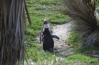 Dunedin Peninsula2. Yellow Eyed Penguins. Kenny and Nina. April 2013 1366x914