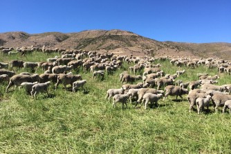 Ewes and lambs on Geordie Hill