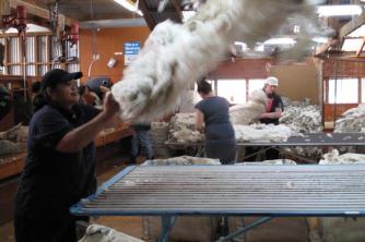 Geordie Hill Shearing. Throwing the fleece.