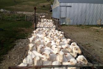 Geordie Hill Shorn Ewes