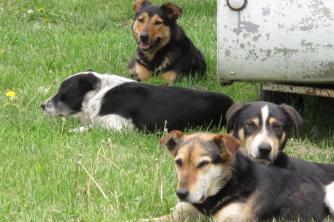 Geordie Hill. Working dogs rest.