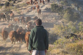 James and dogs mustering cows at Geordie Hill2. Neville. Mar 09