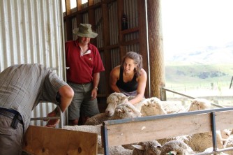 Matt Lauran and Chris working with Sheep in the sheepyards2. Geordie Hill. Rainer and Uschi. Feb 11