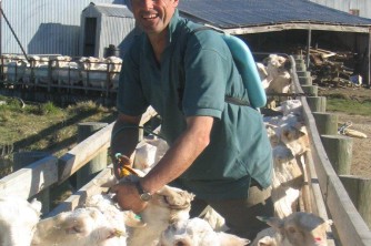 Matt drenching sheep as they leave the shed after shearing2. Matt and Jo. Sept 06