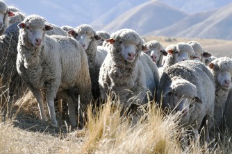 Merinos on the hill