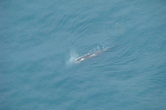 Sperm Whale from C 173. Francis and Kristina. Jan 08