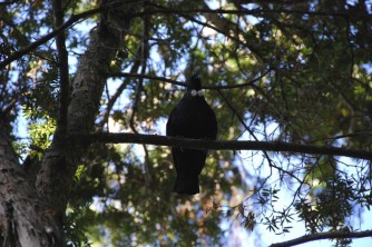 Stewart Island2. Ulva Island.Tui . Kenny and Nina. April 2013 1366x914