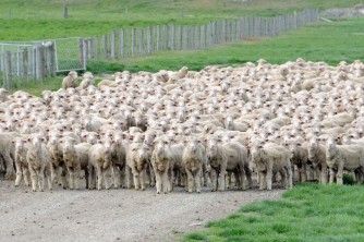Young Merino Sheep hoggets on the move2. Tom and Rinah. Oct 08