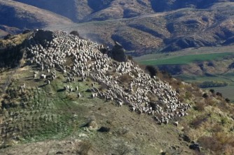 moving sheep off Geordie Hill2. James. April 2012 1366x1020